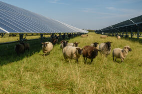 Des moutons dans un champ avec des panneaux photovoltaïque