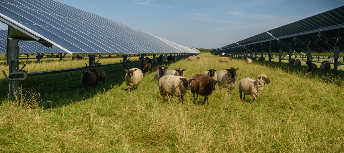 Des moutons dans un champ avec des panneaux photovoltaïque - Illustration Premier panorama  de l’agrivoltaïsme français