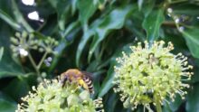 Des abeilles sur du lierre