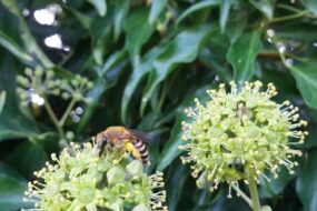 Des abeilles sur du lierre