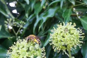 Des abeilles sur du lierre