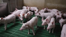 Des porc dans une case d'élevage