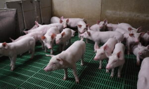 Des porc dans une case d'élevage
