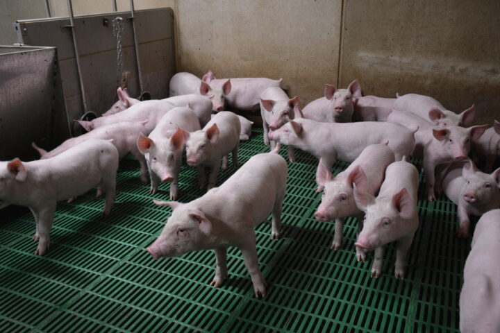 Des porc dans une case d'élevage
