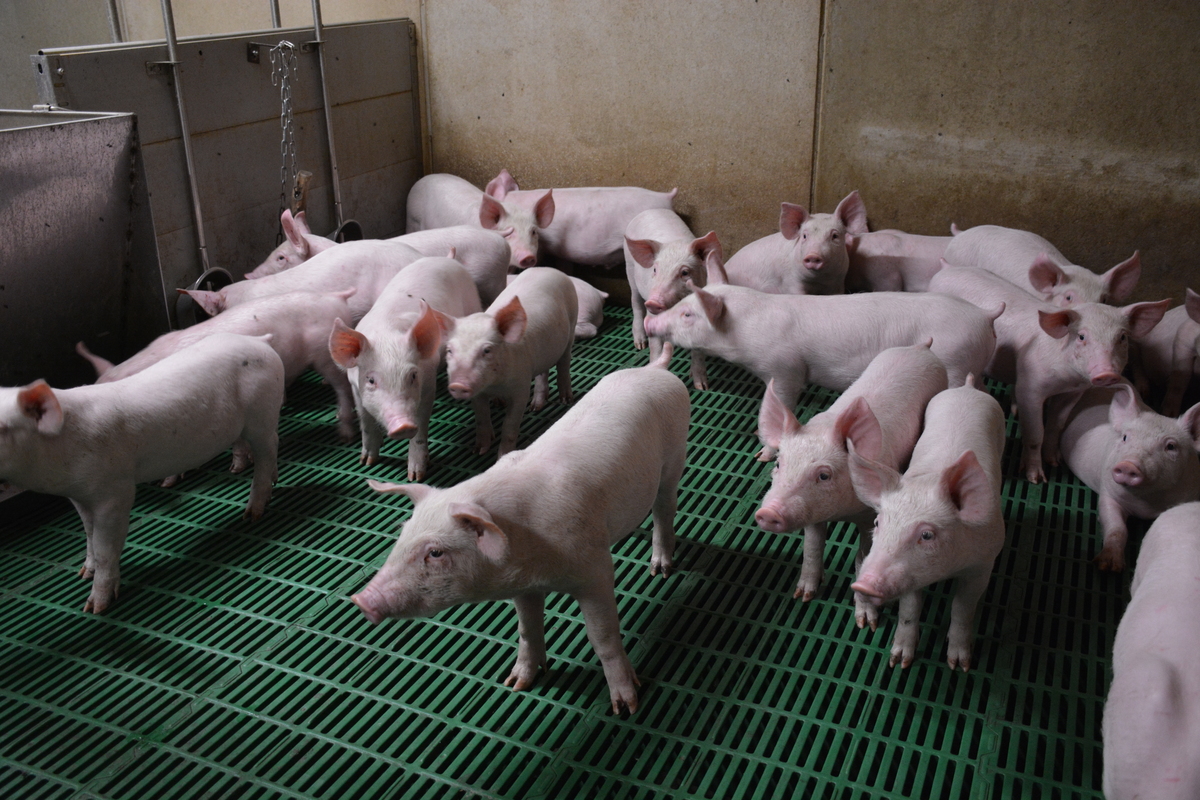 Des porc dans une case d'élevage - Illustration Un sursaut collectif de la filière face à la crise actuelle