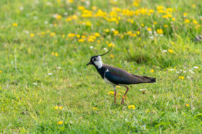 Vanneau huppé dans une prairie
