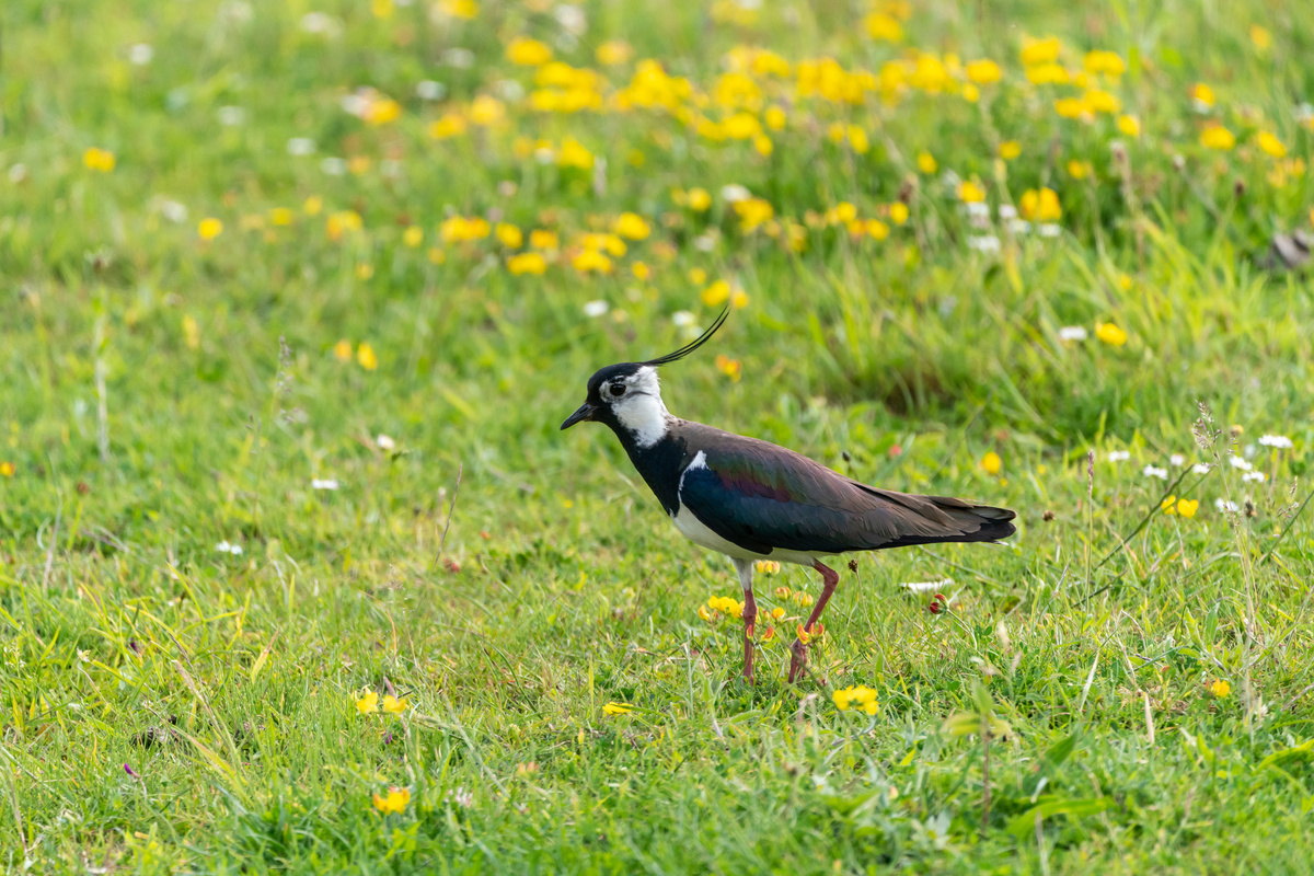 Vanneau huppé dans une prairie - Illustration L’Europe dans le rouge