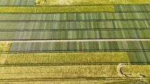 Vue aérienne d'une parcelle d'essai variétal en culture de céréales