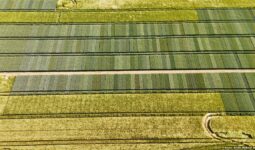 Vue aérienne d'une parcelle d'essai variétal en culture de céréales