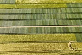 Vue aérienne d'une parcelle d'essai variétal en culture de céréales