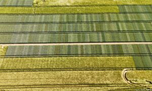 Vue aérienne d'une parcelle d'essai variétal en culture de céréales