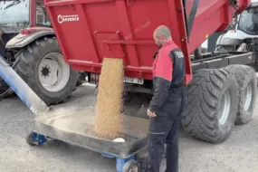 Des graines de soja coulent d'une remorque avec une personne devant