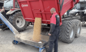 Des graines de soja coulent d'une remorque avec une personne devant