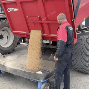 Des graines de soja coulent d'une remorque avec une personne devant