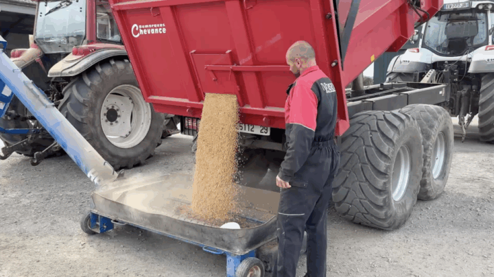 Des graines de soja coulent d'une remorque avec une personne devant