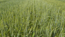 Un champ de blé