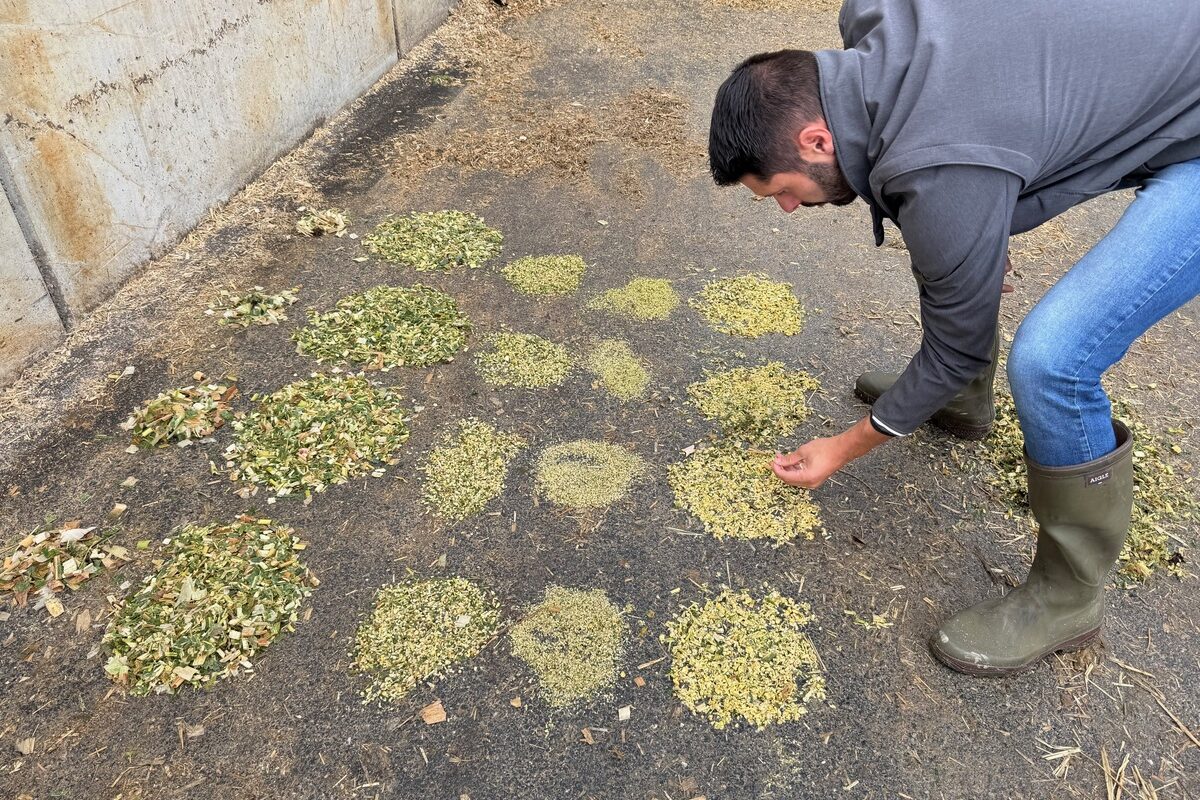 Un homme avec des bottes en caoutchoux observe des petits tas d'ensilage de maïs frais. - Illustration Surveiller le hachage et l’éclatage à l’ensilage