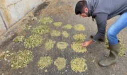 Un homme avec des bottes en caoutchoux observe des petits tas d'ensilage de maïs frais.