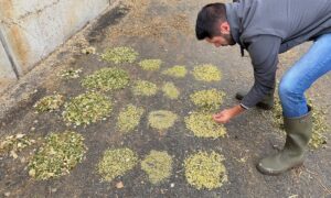 Un homme avec des bottes en caoutchoux observe des petits tas d'ensilage de maïs frais.
