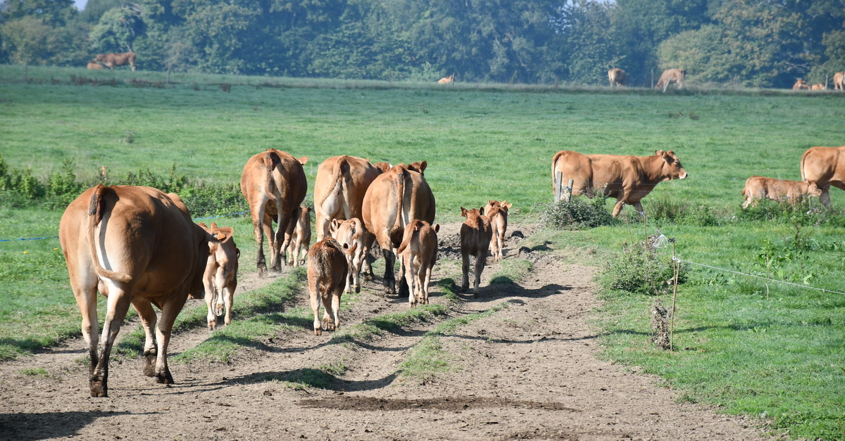 En automne, les vaches et veaux peuvent sortir du bâtiment à leur guise.