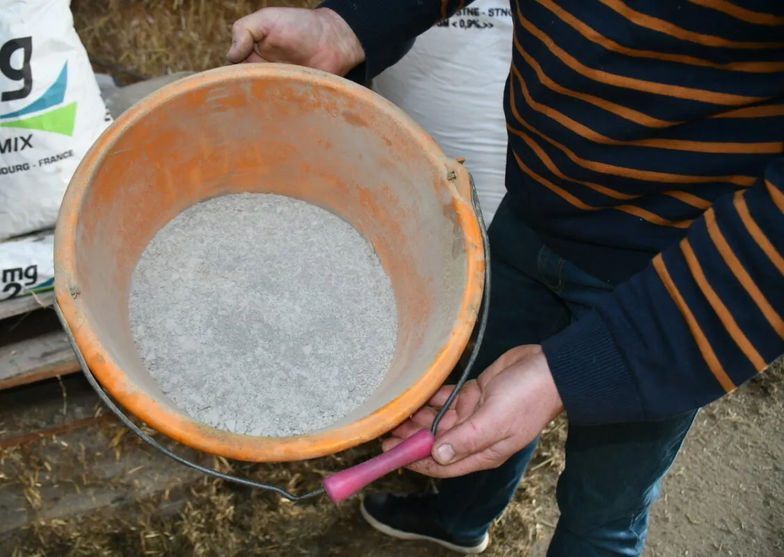 La ration distribuée avant les vêlages est enrichie en minéraux et vitamines.