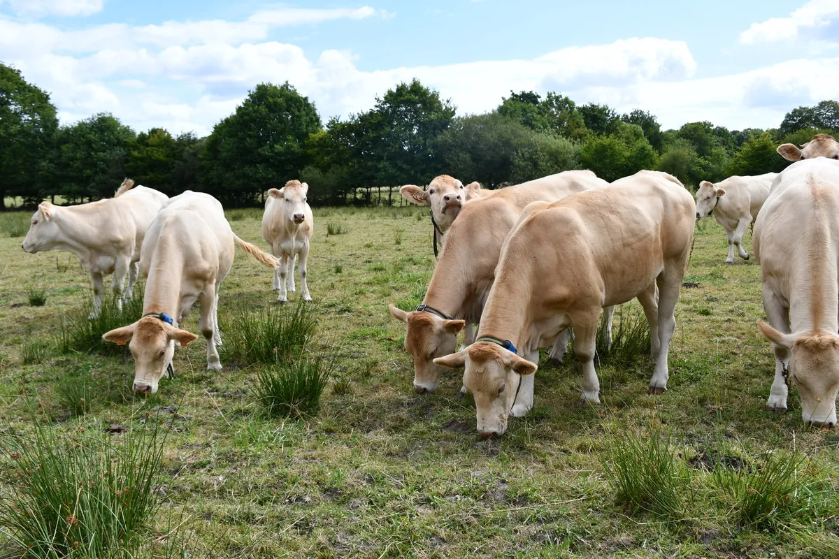 génisses au champ - Illustration Vaccination et prévention parasitaire