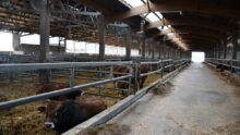 Un bâtiment d'engraissement pour bovin avec des ventilateurs, des boxs paillés et un couloir d'alimentation