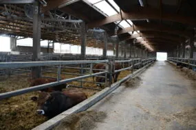 Un bâtiment d'engraissement pour bovin avec des ventilateurs, des boxs paillés et un couloir d'alimentation