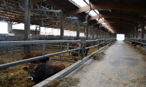 Un bâtiment d'engraissement pour bovin avec des ventilateurs, des boxs paillés et un couloir d'alimentation