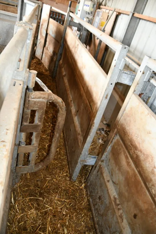 Système anti-recul et réglage des largeurs dans le couloir de contention d'engraissement.