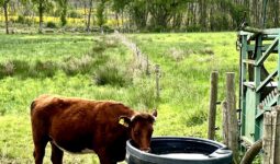 bovin qui boit dans un abreuvoir avec un lecteur RFID UHF au-dessus