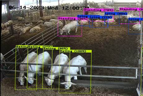 Le projet BeBoP a permis, grâce à l'IA, la détection de comportements des jeunes bovins en engraissement.