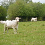 Des génisses charolaises au pâturage