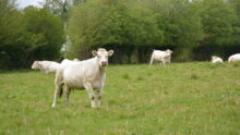 Des génisses charolaises au pâturage