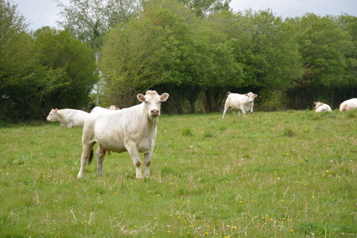 Des génisses charolaises au pâturage