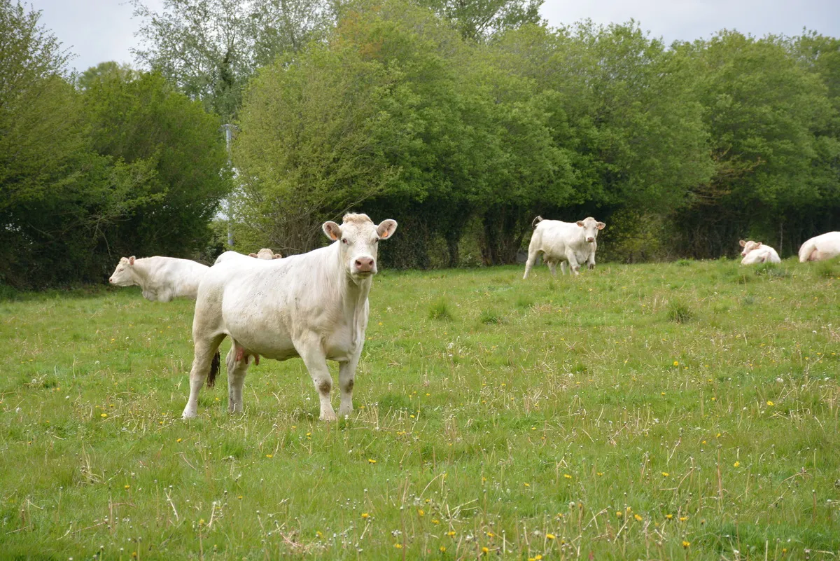 Des génisses charolaises au pâturage - Illustration Vigilance et vaccination, des armes contre la FCO et la MHE
