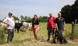 Un groupe de personne dans un champ avec des vaches allaitantes, des veaux et un chien
