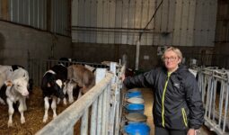 Une éleveuse devant des veaux dans une case paillée