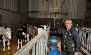Une éleveuse devant des veaux dans une case paillée