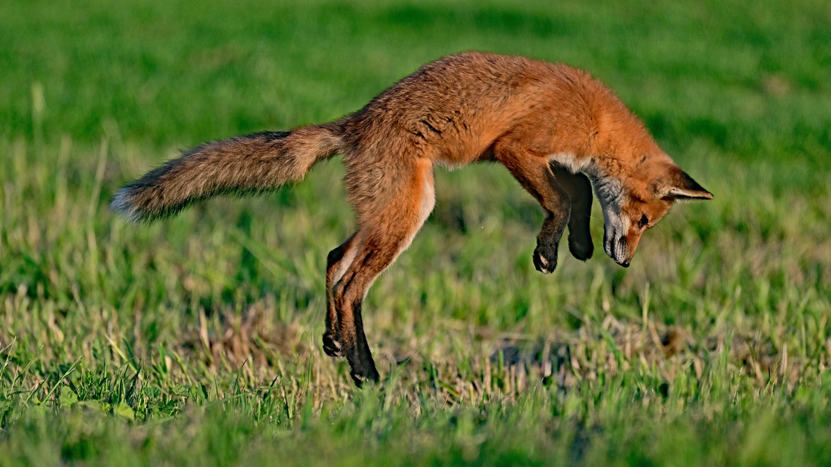 Un renard en plein saut sur une proie
