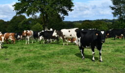 des vaches laitières au pâturage