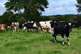 des vaches laitières au pâturage