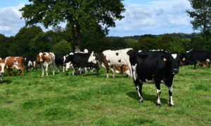 des vaches laitières au pâturage