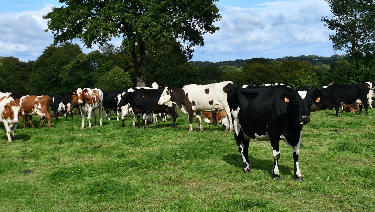 des vaches laitières au pâturage - Illustration Regain des installations