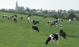 Un troupeau de vaches au champ avec un village et son église en arrière plan