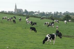 Un troupeau de vaches au champ avec un village et son église en arrière plan