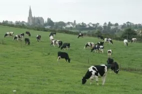 Un troupeau de vaches au champ avec un village et son église en arrière plan