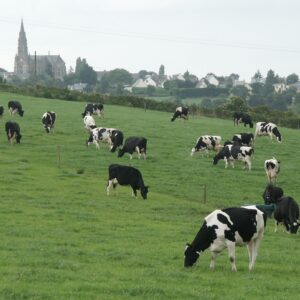 Un troupeau de vaches au champ avec un village et son église en arrière plan