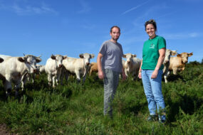 Deux personnes devant un troupeau de vaches