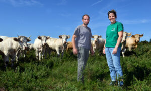 Deux personnes devant un troupeau de vaches